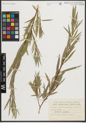 Foto von Salix michelsonii Goerz ex Nasarow